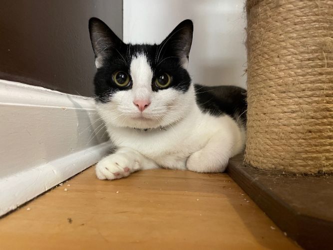 Domino