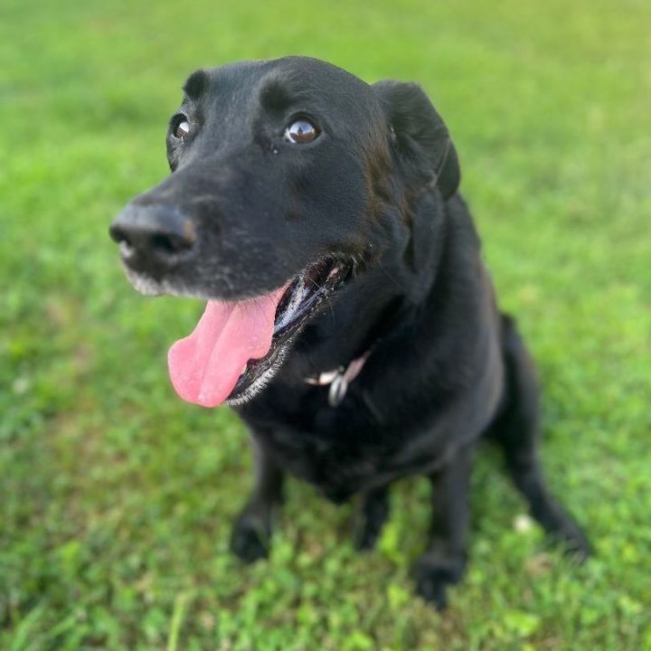 Holly, an adoptable Black Labrador Retriever Mix in South Charleston, OH_image-1