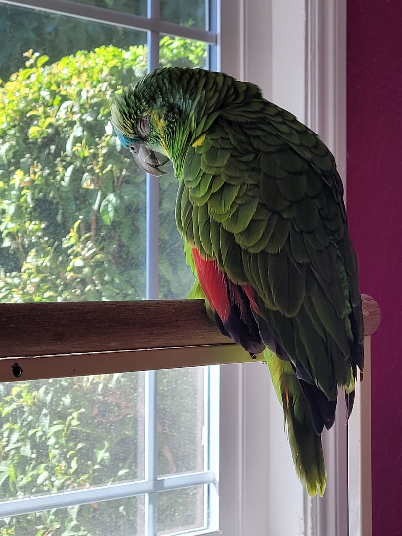 Petfinder birds sale