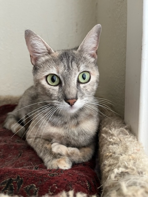 Sable, an adoptable Dilute Tortoiseshell in Hollister, CA_image-5