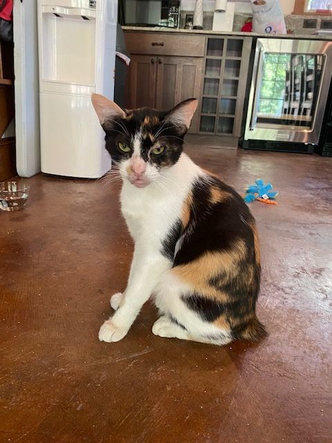 MILLIE 1
