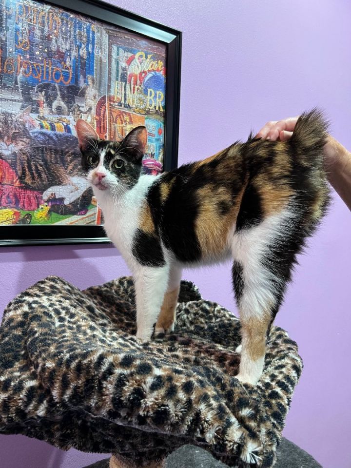 MILLIE, an adoptable Extra-Toes Cat / Hemingway Polydactyl & Japanese Bobtail Mix in Flint, TX_image-5