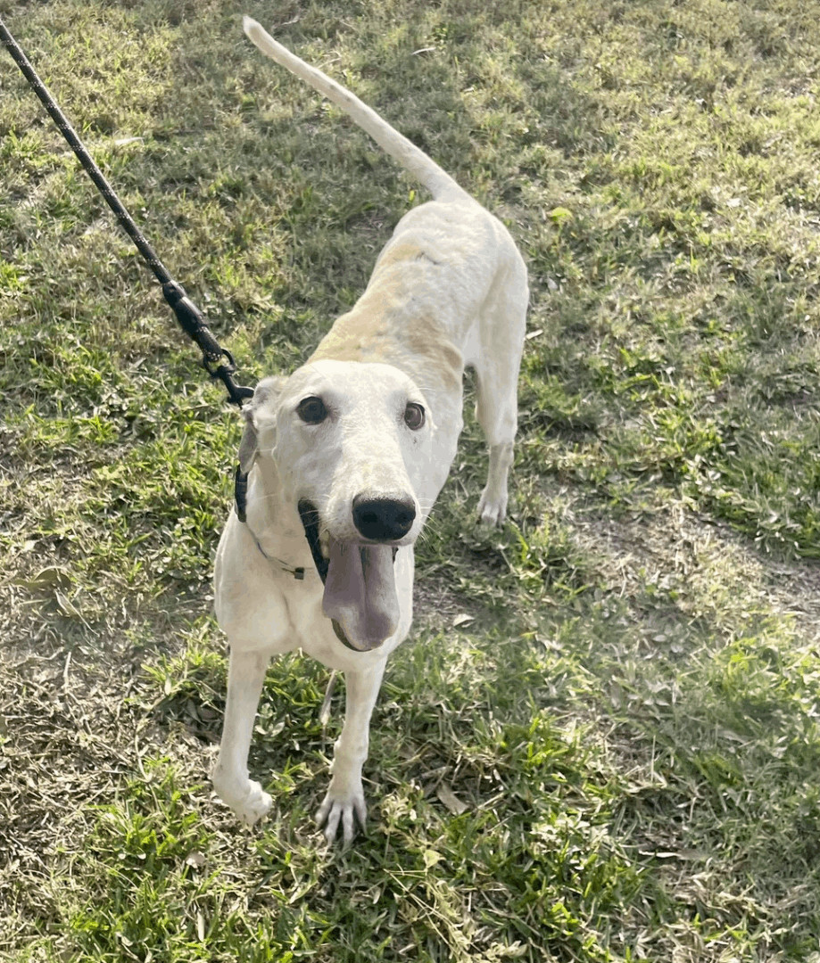 Joseph and Mary, an adoptable Saluki in Vernon, CT, 06066 | Photo Image 3
