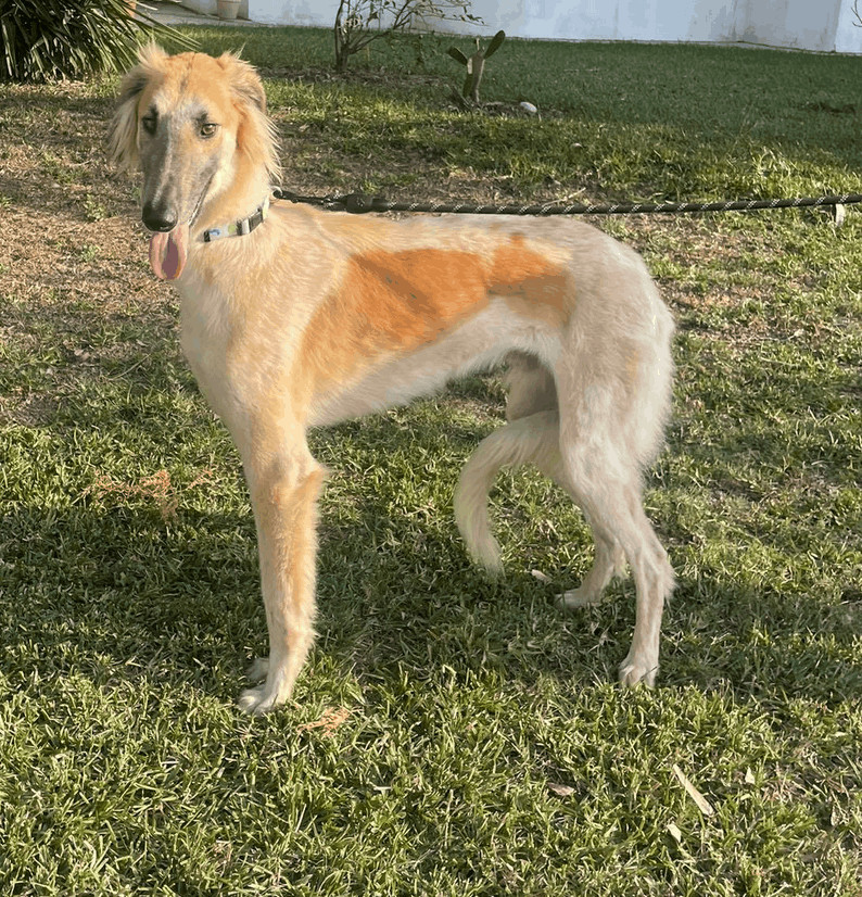 Joseph and Mary, an adoptable Saluki in Vernon, CT, 06066 | Photo Image 5