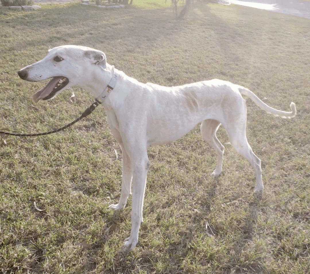 Joseph and Mary, an adoptable Saluki in Vernon, CT, 06066 | Photo Image 6