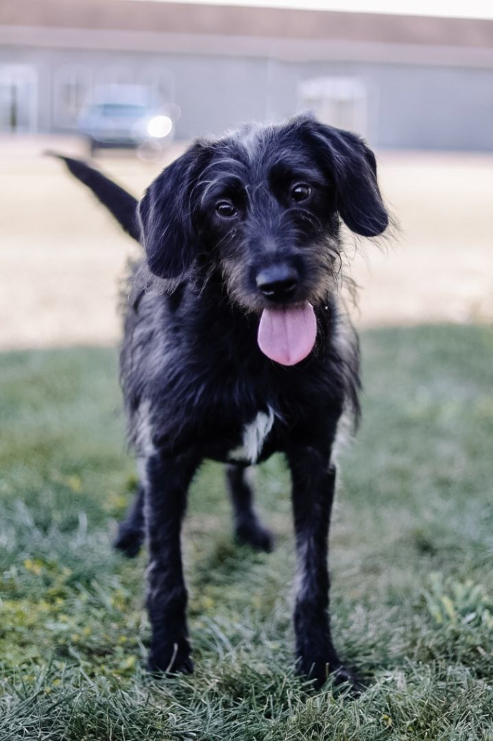 Petfinder labradoodle sales