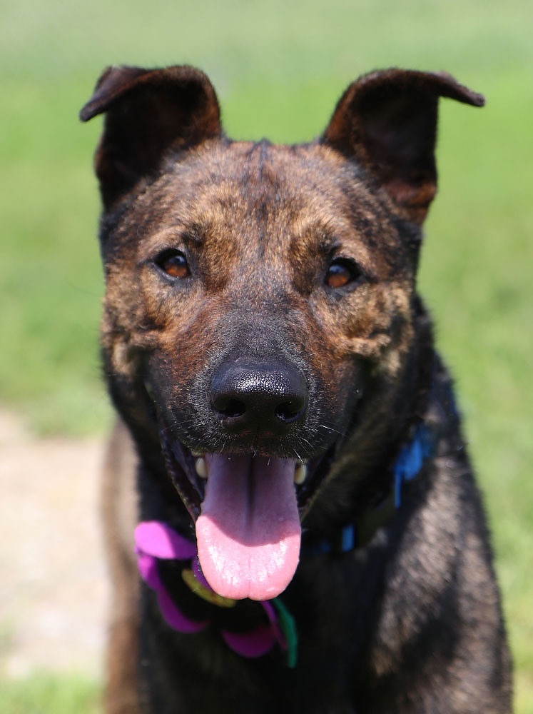 Dog for adoption Joe (AO29407), a German Shepherd Dog Mix in Kansas