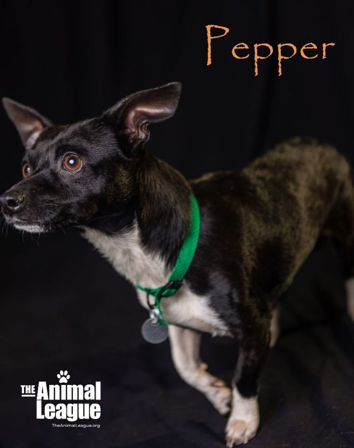 Pepper 2