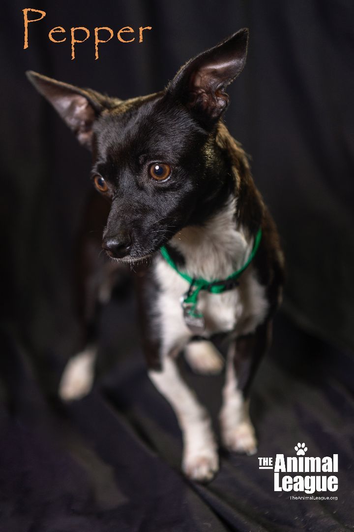 Pepper, an adoptable Chihuahua Mix in Clermont, FL_image-1