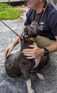 Spindle , an adoptable Mixed Breed in Ferrisburgh, VT, 05473 | Photo Image 5