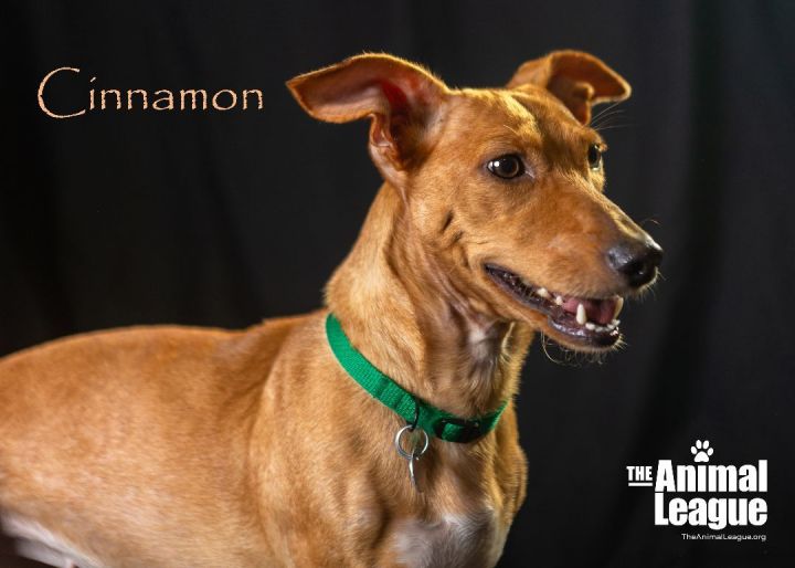 Cinnamon, an adoptable Dachshund & Rat Terrier Mix in Clermont, FL_image-2