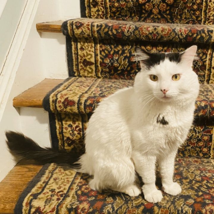 Sylvester  3