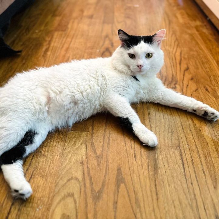 Sylvester  1