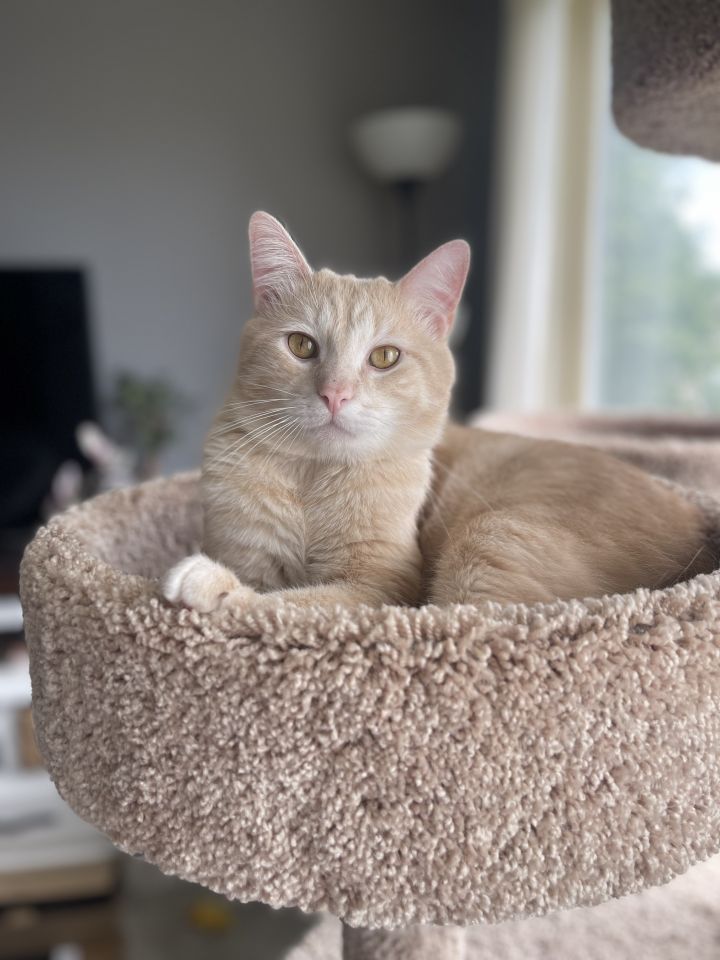 Snail - No Longer Accepting Applications, an adoptable Domestic Short Hair Mix in Minneapolis, MN_image-1