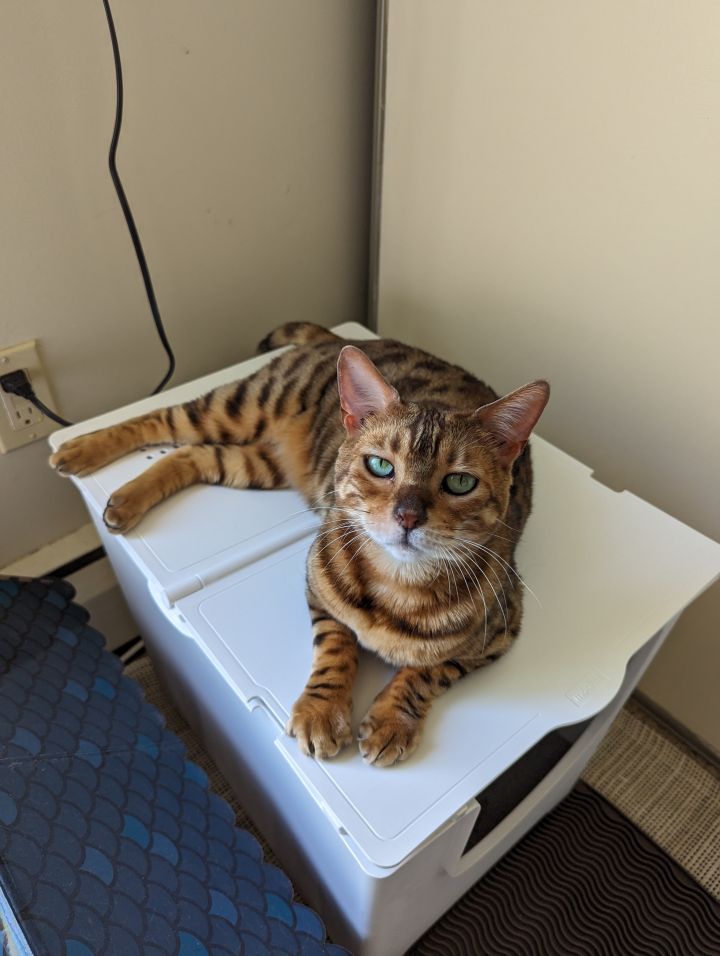 Itty Bitty, an adoptable Bengal Mix in Minneapolis, MN_image-3