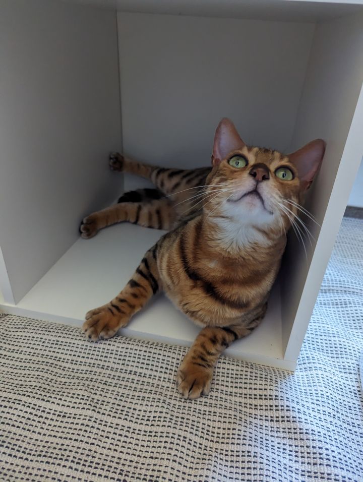 Itty Bitty, an adoptable Bengal Mix in Minneapolis, MN_image-5