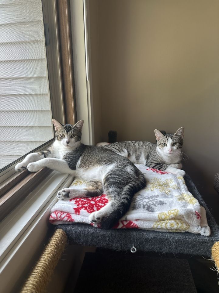 Ernest & Emily (Bonded Pair), an adoptable Domestic Short Hair Mix in Minneapolis, MN_image-1