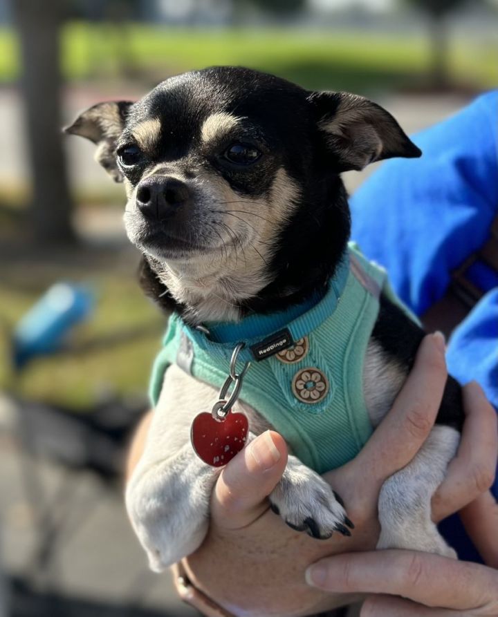 Gigi Mae, an adoptable Chihuahua in Los Alamitos, CA_image-4