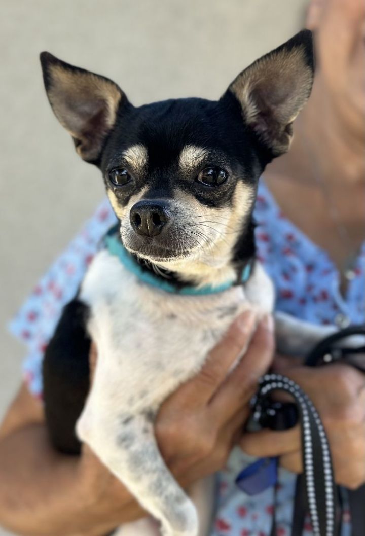 Gigi Mae, an adoptable Chihuahua in Los Alamitos, CA_image-6