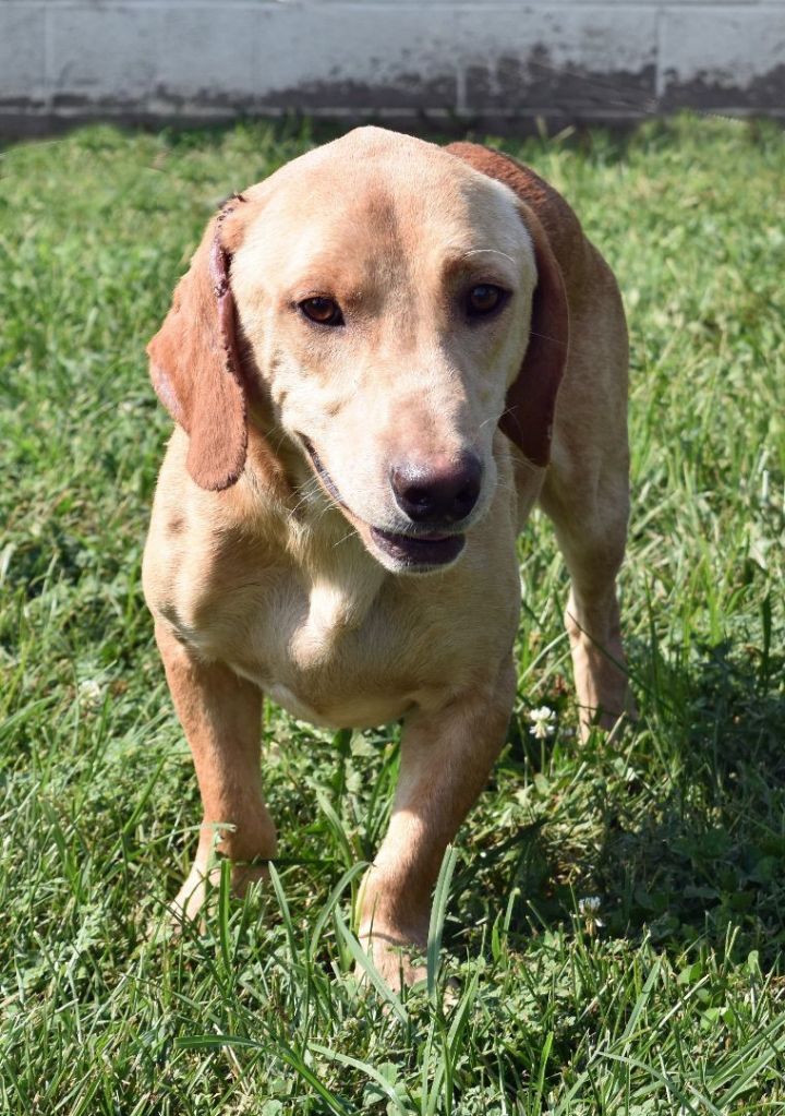 Golden basset best sale hound mix