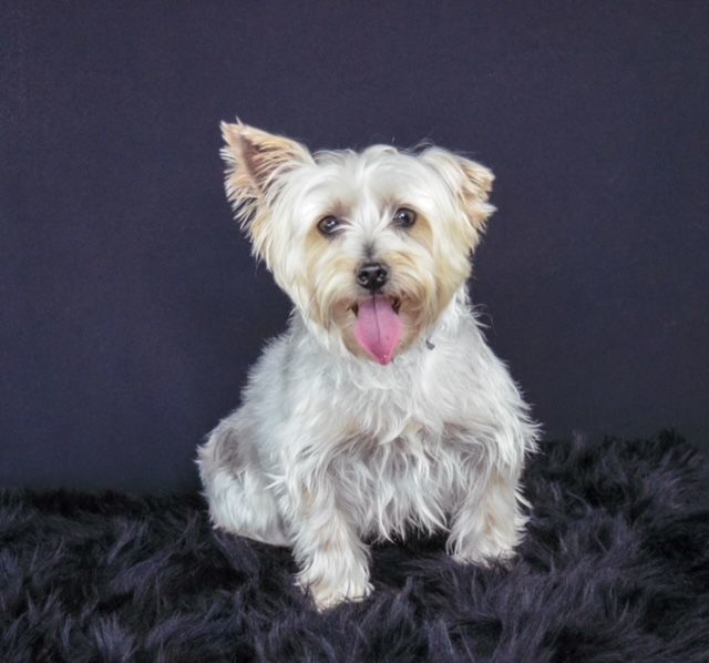 Lyric, an adoptable Silky Terrier in Decatur, IL_image-3