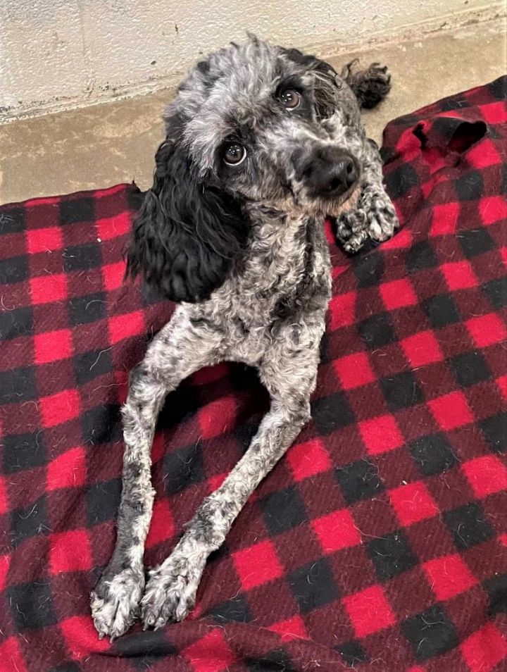 Petfinder poodle sale mix