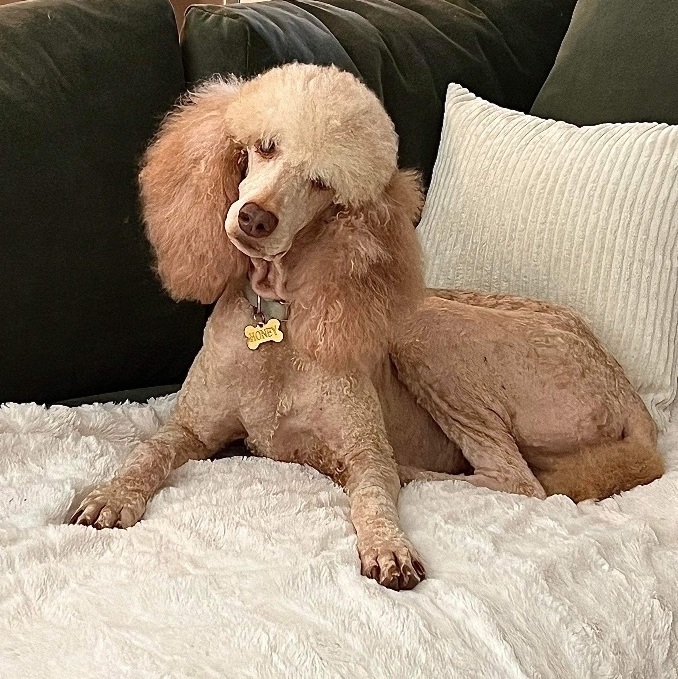 Petfinder 2024 standard poodle