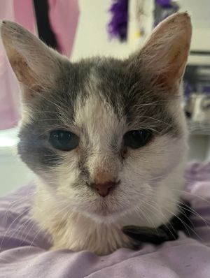 Halo (declawed)