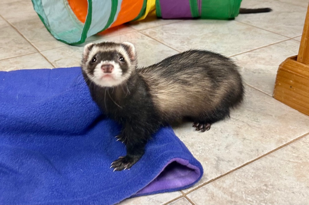 Ferret for adoption Oso, a Ferret in Andover, CT Petfinder