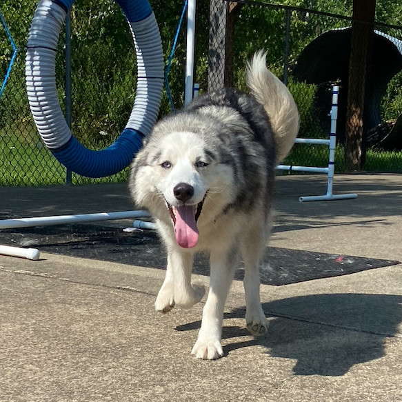 Bella, an adoptable Husky in Waynesburg, PA_image-4
