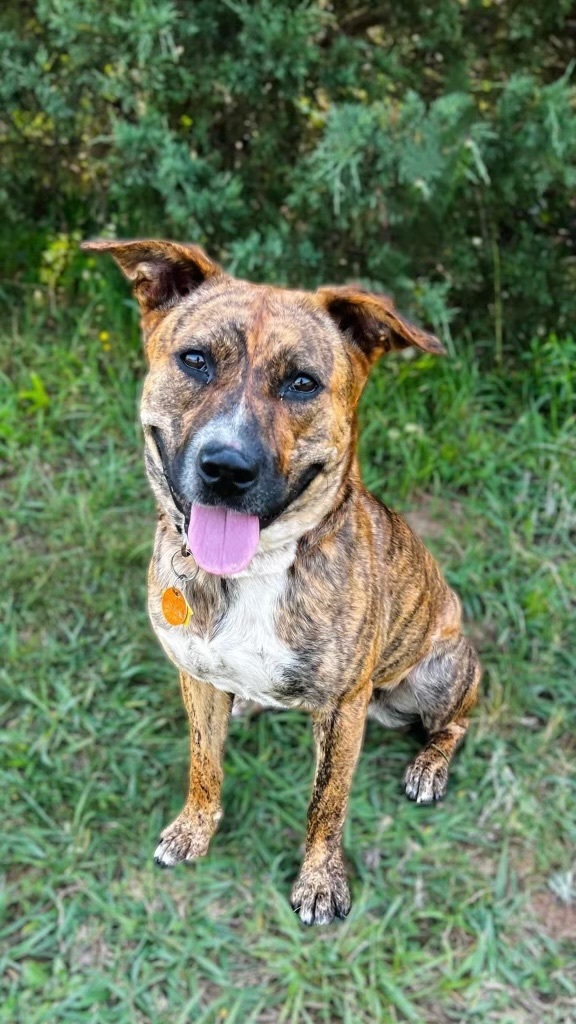 Dog for adoption - Tiggy, a Cattle Dog Mix in Reidsville, NC | Petfinder