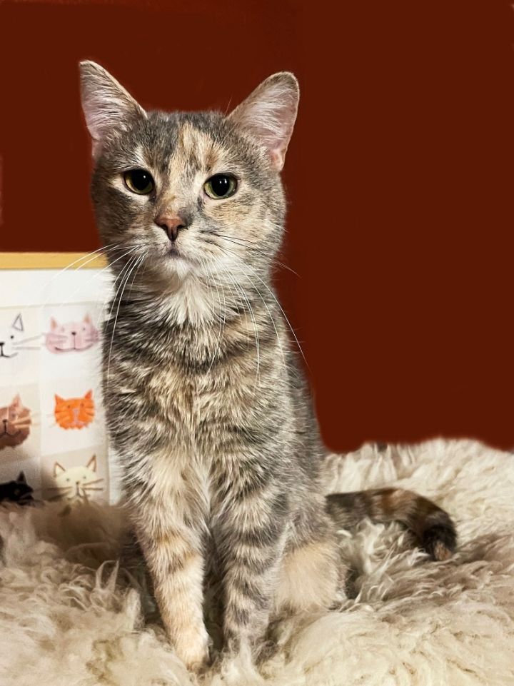 Pixie Dust, an adoptable Dilute Calico Mix in Lacon, IL_image-3