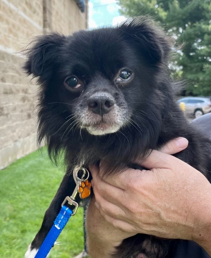 Pomeranian chihuahua mix for 2024 adoption