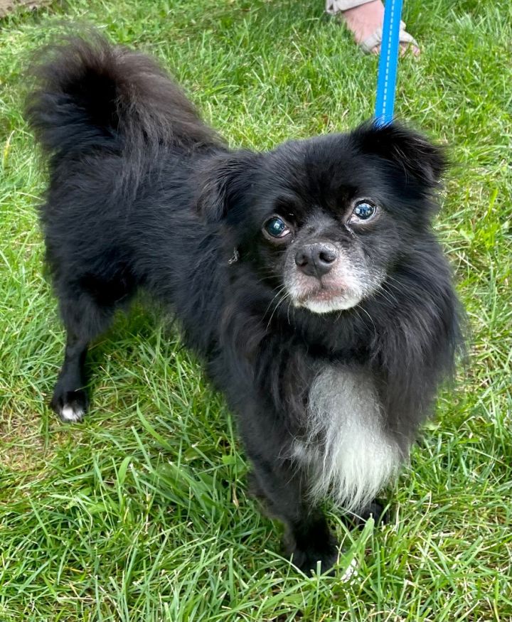 Peke and best sale pom rescue