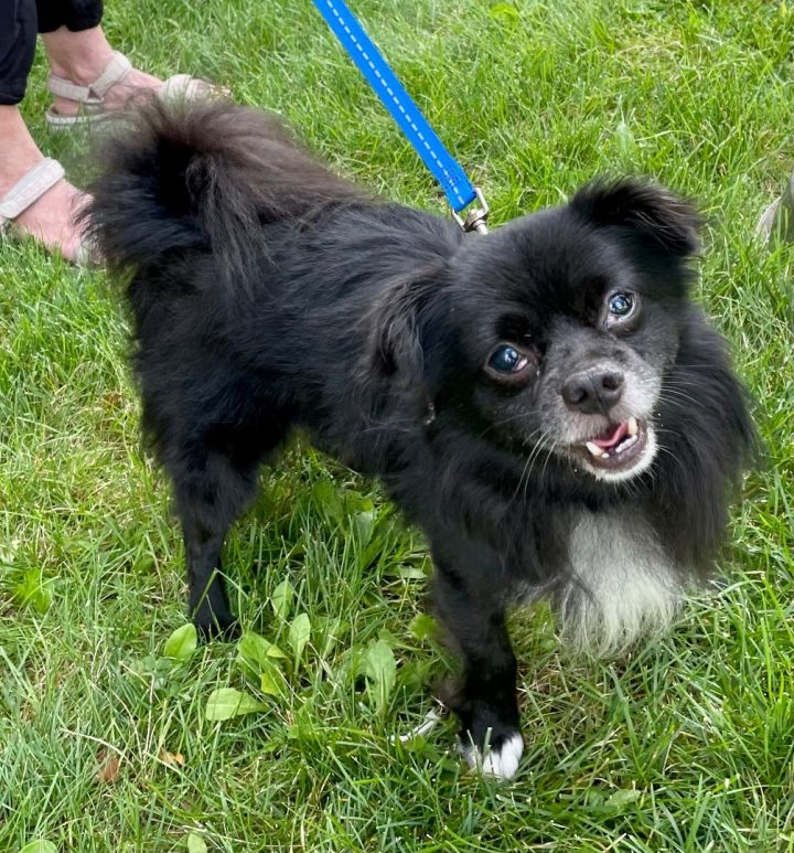 Black chihuahua pomeranian store mix