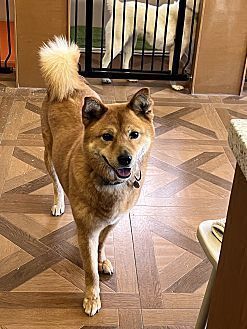 Jindo shiba 2024 inu mix