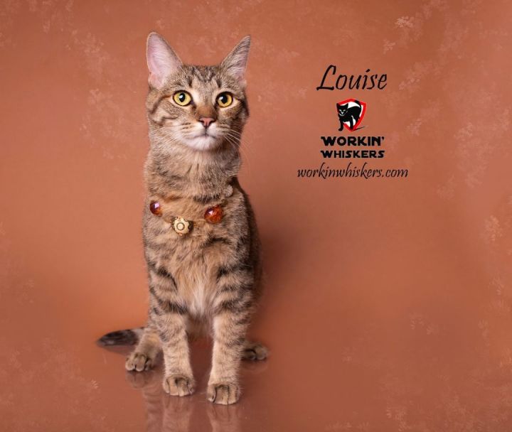 LOUISE, an adoptable Domestic Short Hair & Torbie Mix in Palm Desert, CA_image-5