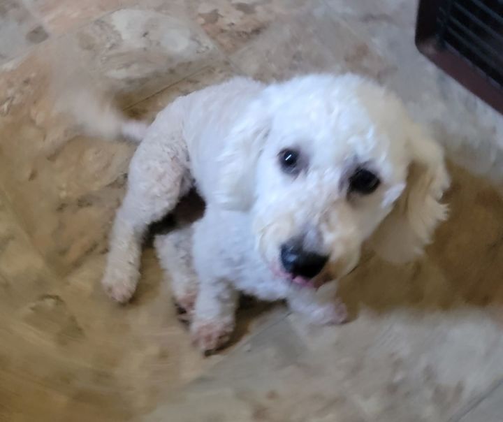 Miniature poodle best sale mix with maltese