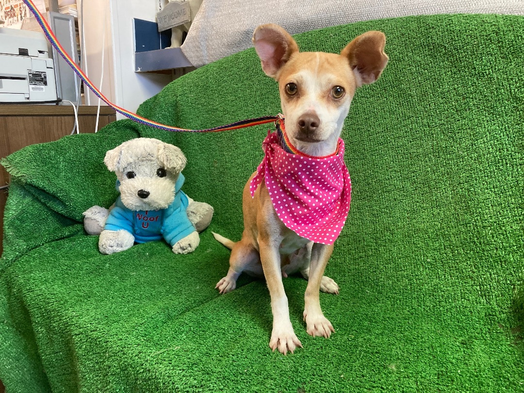 Madison, an adoptable Chihuahua in El Paso, TX, 79938 | Photo Image 1