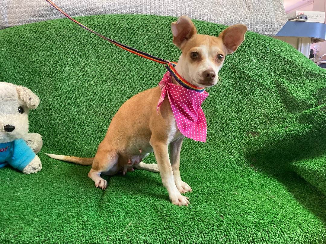 Madison, an adoptable Chihuahua in El Paso, TX, 79938 | Photo Image 2