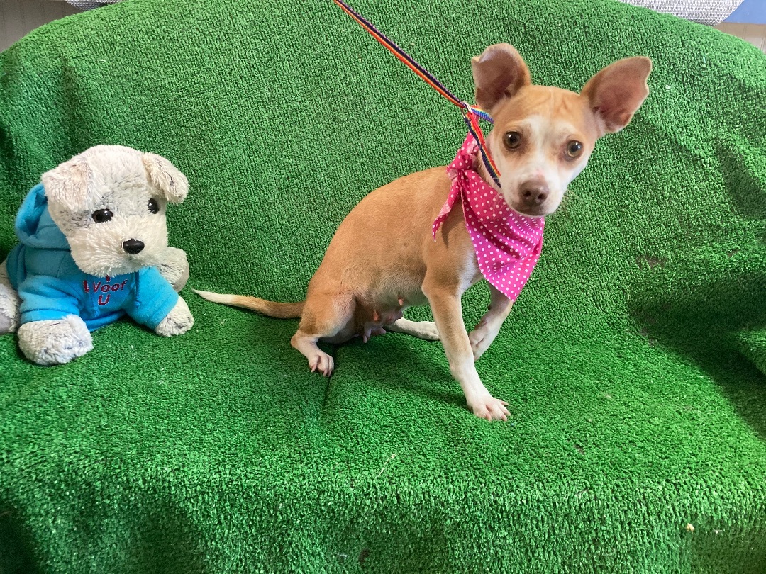 Madison, an adoptable Chihuahua in El Paso, TX, 79938 | Photo Image 3