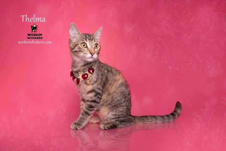 THELMA, an adopted Domestic Short Hair & Torbie Mix in HEMET, CA_image-2