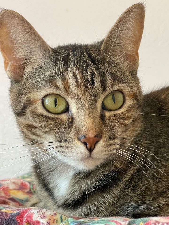 Rose, an adoptable Tabby Mix in Lacon, IL_image-1