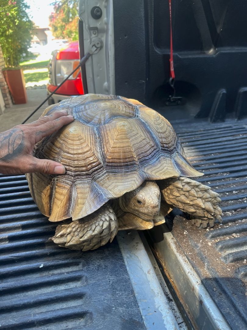 Tortoise for adoption - Tino, a Sulcata in Modesto, CA | Petfinder