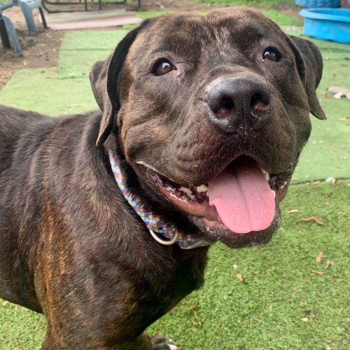 Petfinder mastiff sale