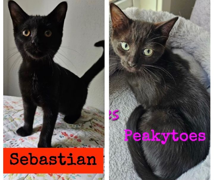 Peakytoes & Sebastian, an adoptable Domestic Short Hair Mix in Omaha, NE_image-2
