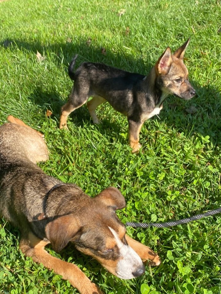Lainey ( formerly named Spice), an adopted German Shepherd Dog & Chihuahua Mix in Woodbury, CT_image-3