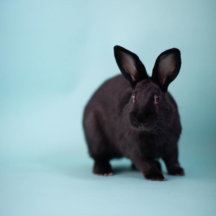 Black store american rabbit