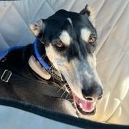 Captain Majid, an adoptable Saluki in Scarborough, ON, M1P 4Z7 | Photo Image 1