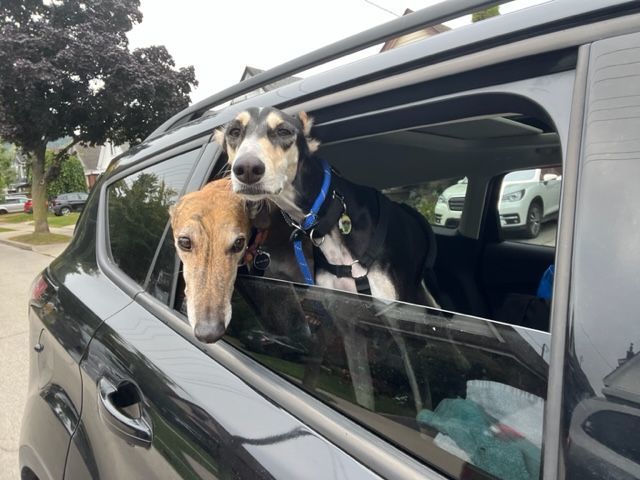 Captain Majid, an adoptable Saluki in Scarborough, ON, M1P 4Z7 | Photo Image 2